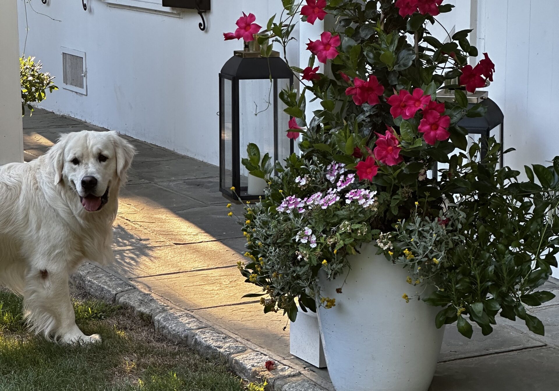 Dog standing next to a flower pot